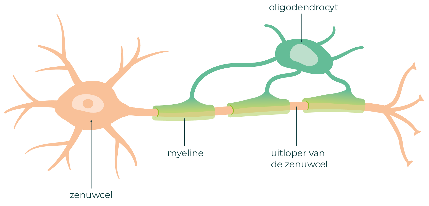 Een oligodendrocyt maakt myeline rond de zenuwuitloper.