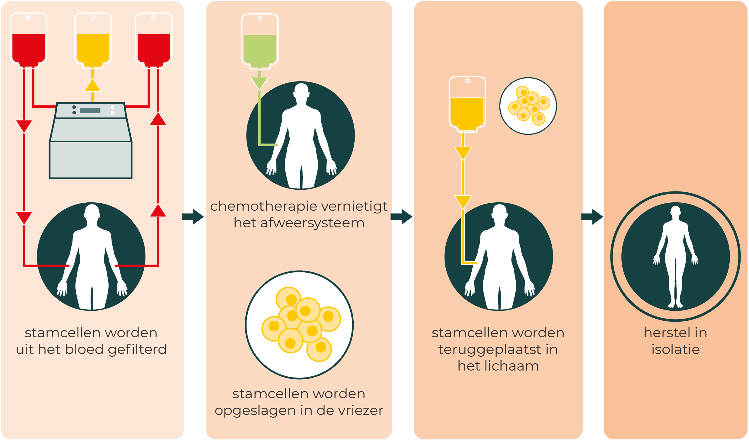 Fasen van stamceltherapie. De stamcellen worden uit het bloed gefilterd. Dan krijgt iemand chemotherapie. Uiteindelijk krijgt iemand de stamcellen weer terug en begint het herstel.