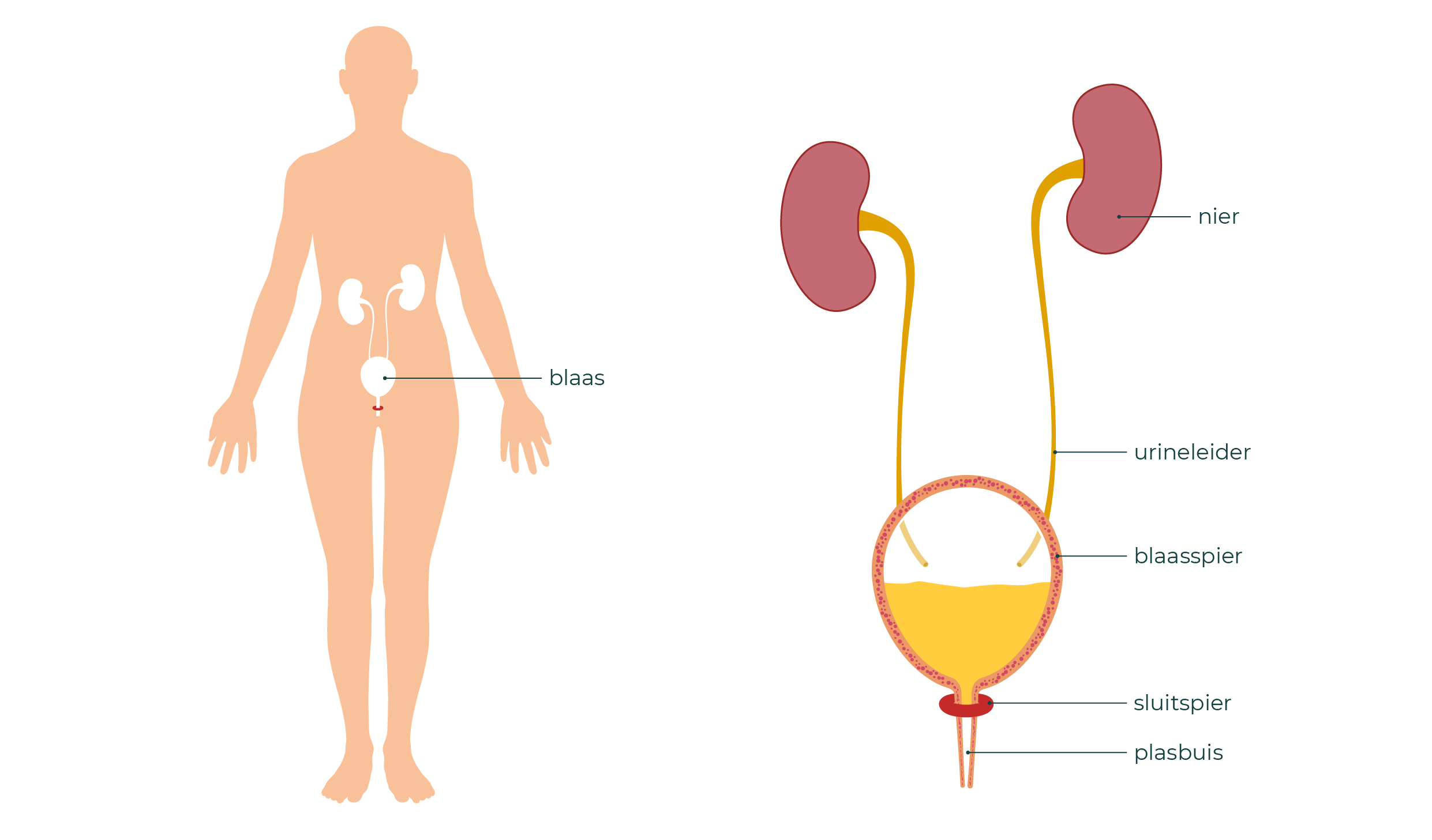 Links is een lichaam te zien. Hierin is zijn de blaas en nieren getekend. Rechts is de blaas met de nieren uitvergroot. Samen met de urineleiders, sluitspier en plasbuis.
