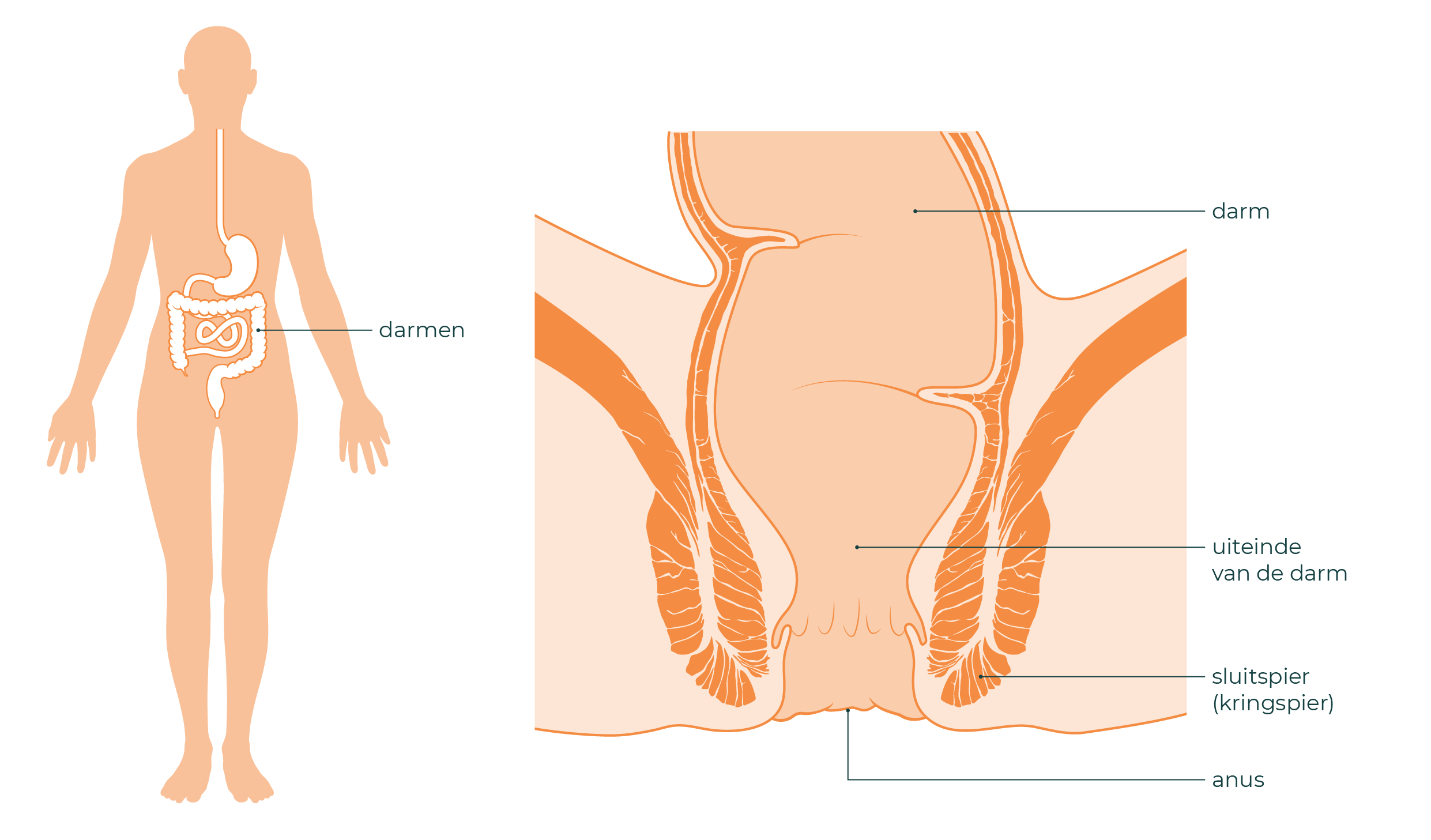 Links is een lichaam te zien. Hierin zijn de darmen en maag getekend. Rechts is het uiteinde van de darm te zien. Samen met een stuk darm, de sluitspier en de anus.