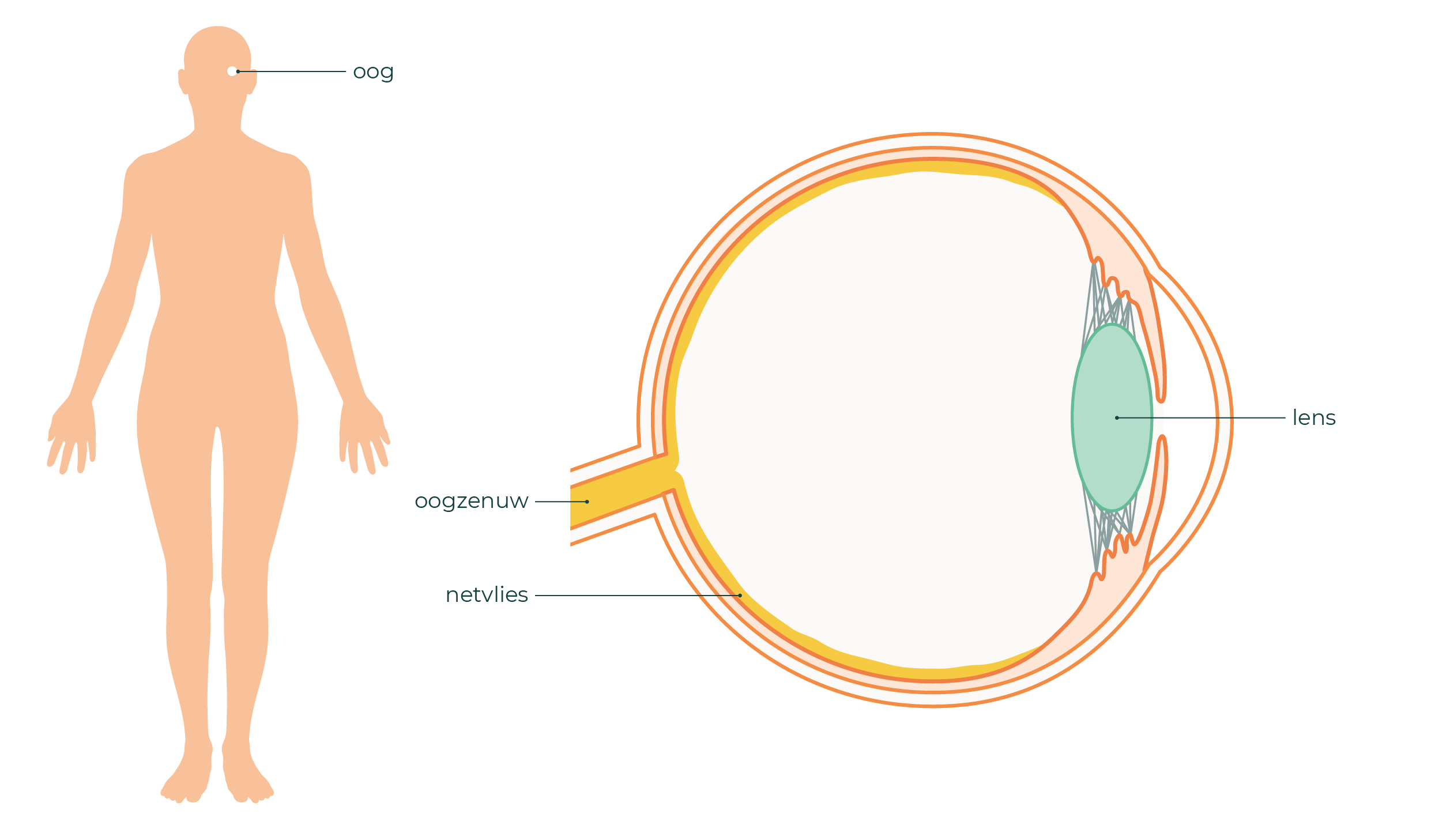 Links is een lichaam te zien. Hierin is een oog getekend. Rechts is het oog uitvergroot. De oogbal, de lens, het netvlies en de oogzenuw worden aangegeven met een pijl.