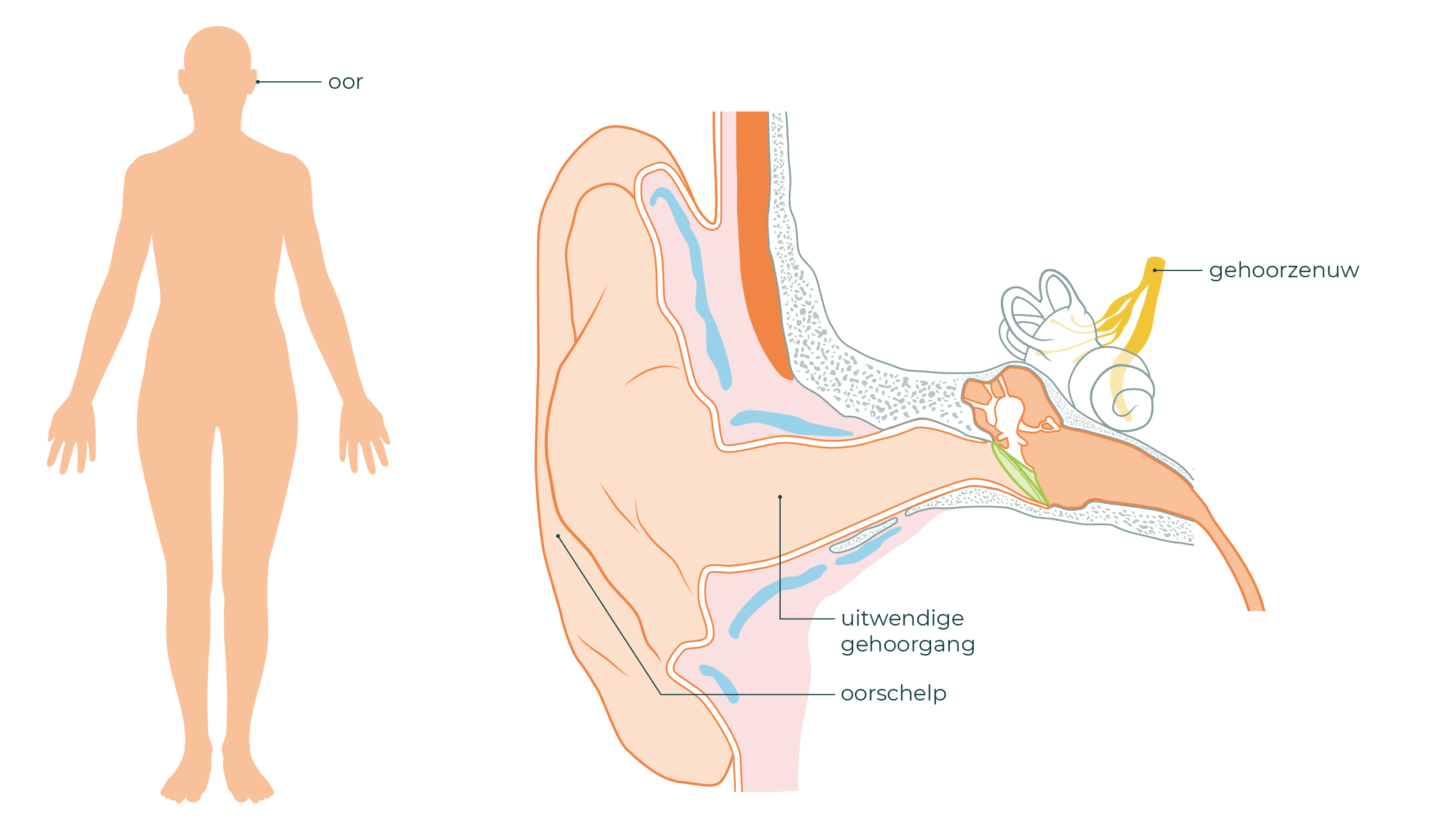 Links is een lichaam te zien. Hierin wordt een oor aangewezen met een pijl. Rechts is het oor uitvergroot. De oorschelp, gehoorgang en gehoorzenuw zijn te zien.