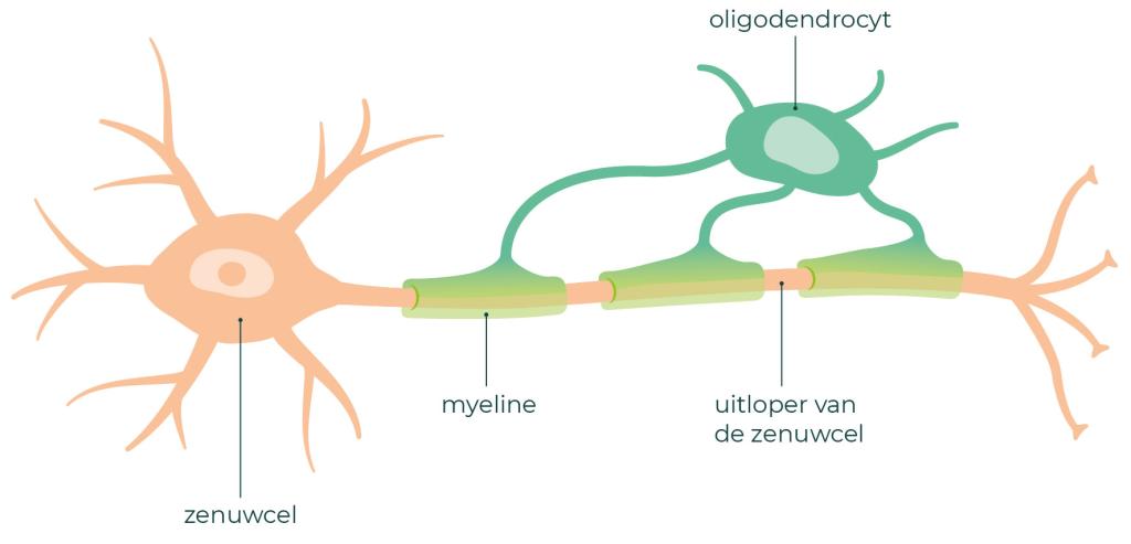 Een oligodendrocyt maakt myeline aan rond de zenuwuitloper.