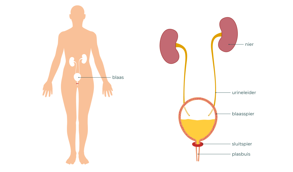 Links is een lichaam te zien. Hierin is zijn de blaas en nieren getekend. Rechts is de blaas met de nieren uitvergroot. Samen met de urineleiders, sluitspier en plasbuis.