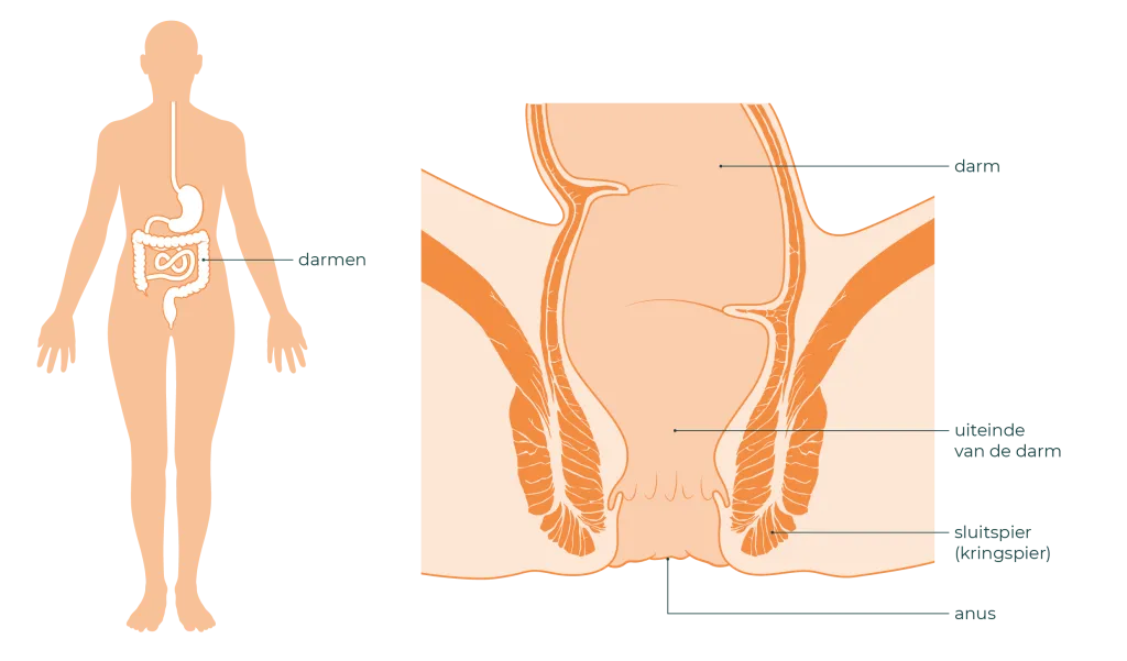 Links is een lichaam te zien. Hierin zijn de darmen en maag getekend. Rechts is het uiteinde van de darm te zien. Samen met een stuk darm, de sluitspier en de anus.