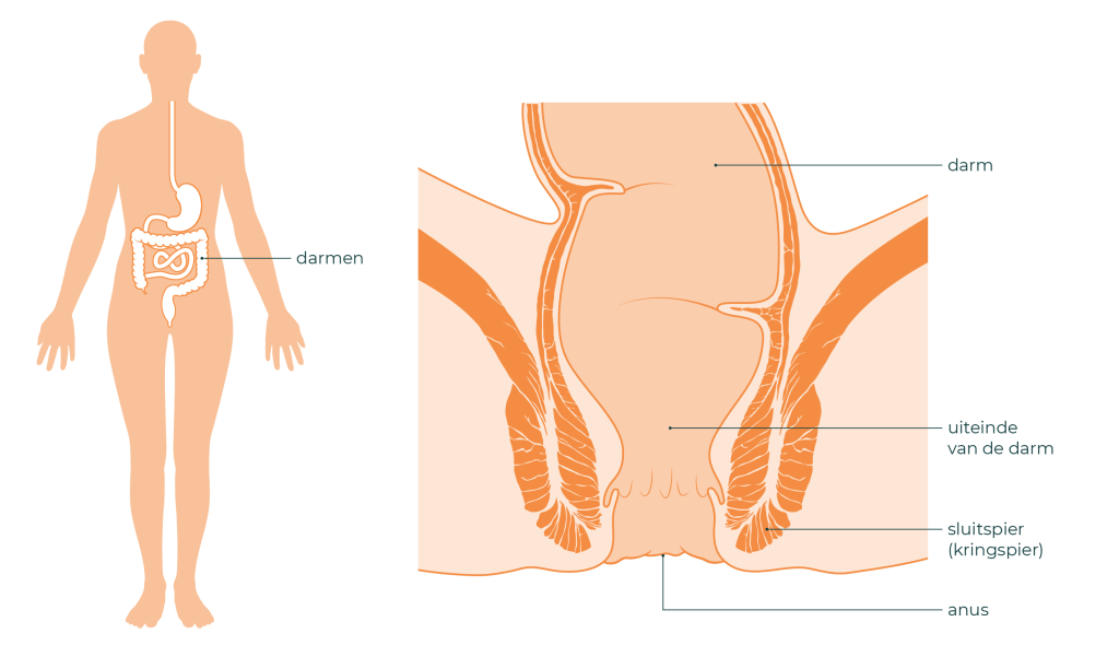 Links is een lichaam te zien. Hierin zijn de darmen en maag getekend. Rechts is het uiteinde van de darm te zien. Samen met een stuk darm, de sluitspier en de anus.