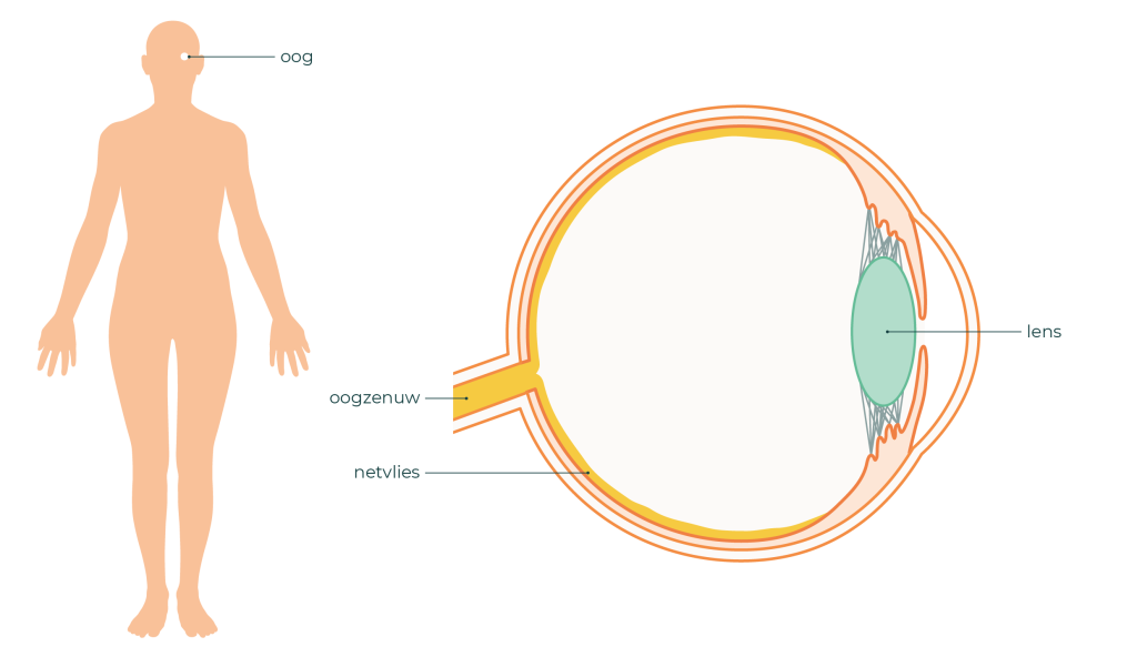 Links is een lichaam te zien. Hierin is een oog getekend. Rechts is het oog uitvergroot. De oogbal, de lens, het netvlies en de oogzenuw worden aangegeven met een pijl.