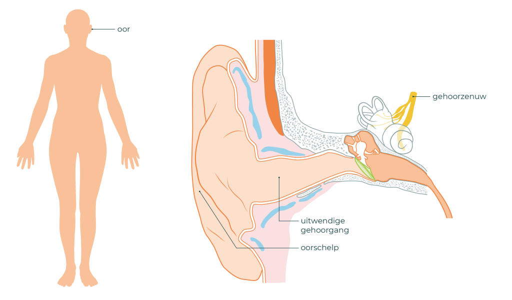 Links is een lichaam te zien. Hierin wordt een oor aangewezen met een pijl. Rechts is het oor uitvergroot. De oorschelp, gehoorgang en gehoorzenuw zijn te zien.