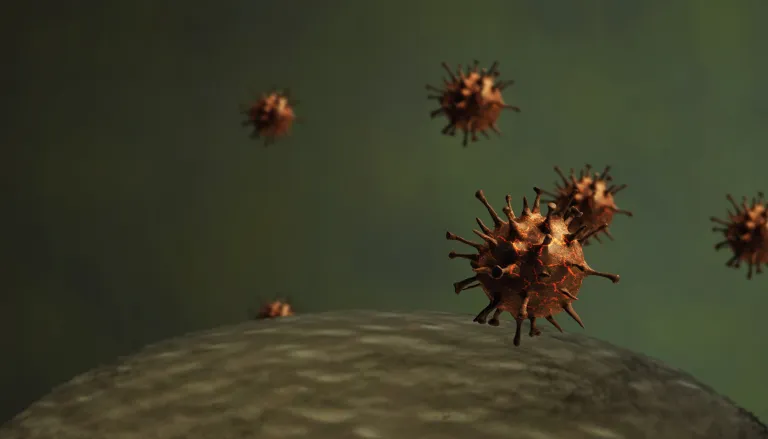 De dubbele dreiging van herpesvirussen 
